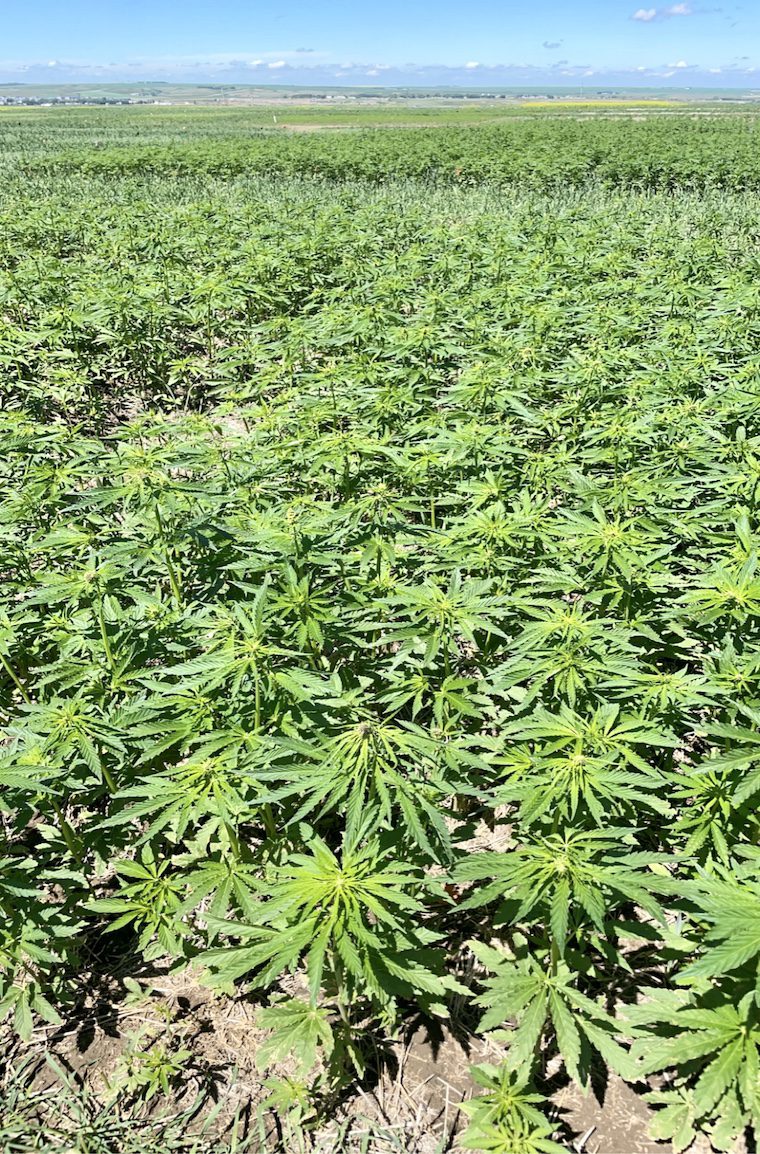 Annual Forages in a Rotation